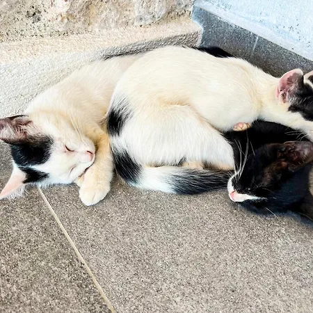 Kaleli Deluxe Homes Lejlighedshotel